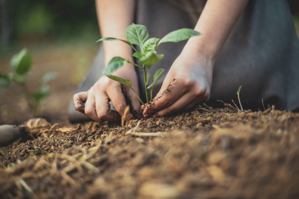 Master of Science [M.S] Earth and Environmental Sciences