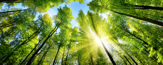 Master of Science [M.Sc] Environmental Management
